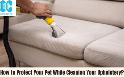 How to Protect Your Pet While Cleaning Your Upholstery?