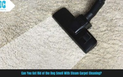 Can You Get Rid of the Dog Smell With Steam Carpet Cleaning?